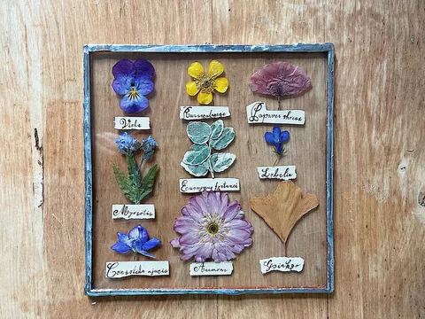 Pressed flowers displayed inside a wooden frame.